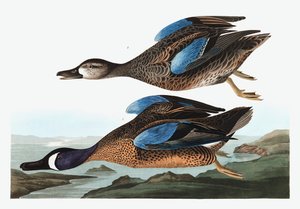 ジョン・J・オーデュボンのパブ「アメリカの鳥」からのブルー・ウィングド・ティール、アナス・ディスコーズ。 1827-38 作： John James Audubon