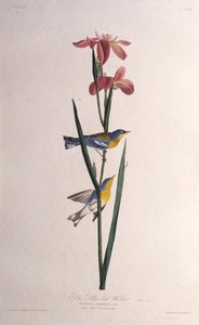 ブルーイエローバックアップワーブラー。アメリカの鳥、1827-1838から。 作： John James Audubon