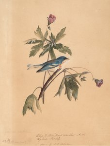 Blue Yellow Back Warbler, 1812.