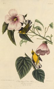 青い翼の黄色いウグイス。アメリカの鳥、1827-1838から。 作： John James Audubon