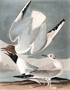 ジョンJ.オーデュボンのパブ「The Birds of America」のボナパルティアンカモメ、ラルスボナパルティ。 1827-38 作： John James Audubon