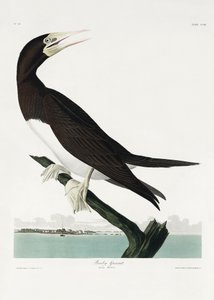  作： John James Audubon