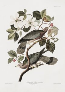  作： John James Audubon