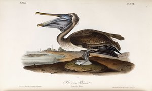 ブラウンペリカン 作： John James Audubon