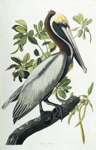 ブラウンペリカン、1835年 作： John James Audubon