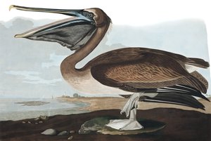 ブラウン・ペリカン、ペリカン・フスカス、ジョン・J・オーデュボン著「The Birds of America」より。 1827-38