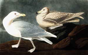 ジョン・J・オーデュボンの「The Birds of America」出身のバーゴマスター・ガル、ラルス・グラウス。パブ。 1827-38