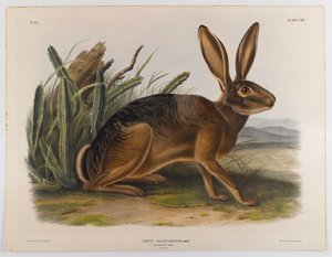 カリフォルニアうさぎ、1847