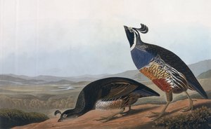カリフォルニアパートリッジ、「鳥のアメリカ」から、ロバートハヴェル（1793-1878）1838によって彫刻