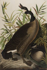 カナダグース、1827-1838（紙にトイレ） 作： John James Audubon