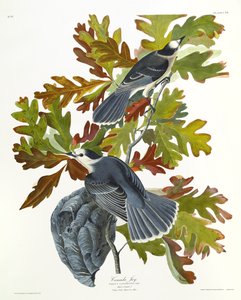 カナダジェイ 作： John James Audubon
