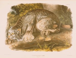 カナダリンクス 作： John James Audubon