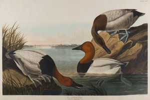 Canvas Backed Duck、1836（紙にトイレ）