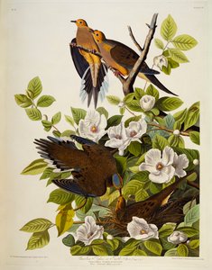 カロライナタートルダブ。喪鳩 作： John James Audubon