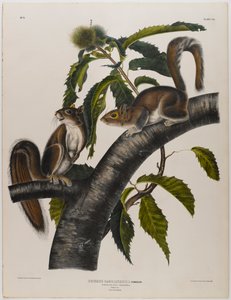 カロライナ灰色リス 作： John James Audubon