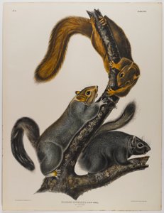猫リス 作： John James Audubon