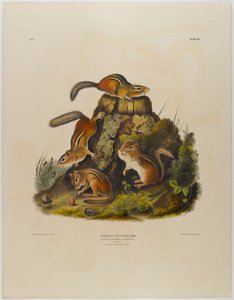 チッピングリスハッキー 作： John James Audubon