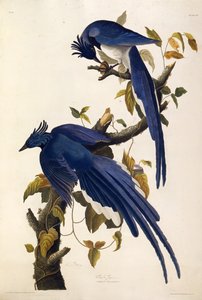 コロンビアジェイガラスウルトラマリーナス。アメリカの鳥、1827-1838から。 作： John James Audubon
