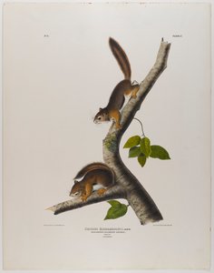 コロンビアのリス 作： John James Audubon