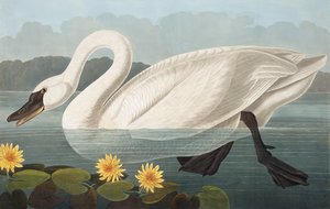 ジョン・J・オーデュボンの「The Birds of America」のパブ。 1827-38 作： John James Audubon