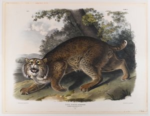 一般的なアメリカヤマネコ 作： John James Audubon