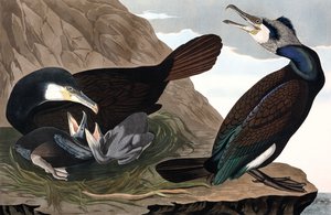ジョン・J・オーデュボン著「The Birds of America」より コウノトリ（Phalacrocorax Carbo） 1827-38年1827-38年（手彩色彫刻）。 作： John James Audubon