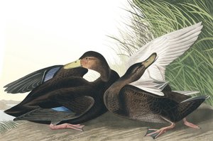 ジョン・J・オーデュボンのパブ「The Birds of America」のダスク・ダック、アナス・オブスクラ。 1827-38 作： John James Audubon