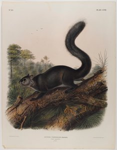 薄暗いリス 作： John James Audubon