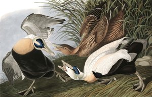 アイダーダック、Fuligula Mollissima、ジョン・J・オーデュボンの「The Birds of America」出身、パブ。 1827-38 作： John James Audubon