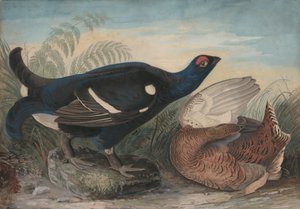 イングリッシュ・ブラック・コック、1828年。 作： John James Audubon