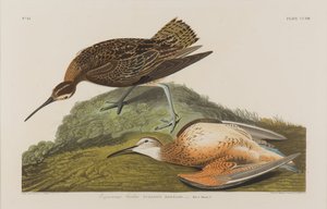 エスキマックス・カーリュー、1834年（紙にWC） 作： John James Audubon