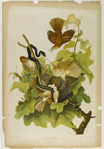 鉄のツグミ、ジュリアンビエンによって印刷され、Roe Lockwood＆Sonによって出版された、1861年（クロモリソグラフ） 作： John James Audubon