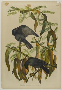 魚のカラス、ジュリアン・ビエンによって印刷され、Roe Lockwood＆Sonによって出版された、1861年（クロモリソグラフ） 作： John James Audubon