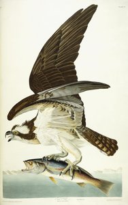 フィッシュホーク、1830年 作： John James Audubon