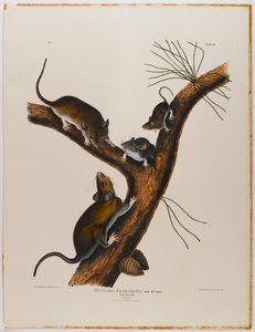 フロリダラット 作： John James Audubon