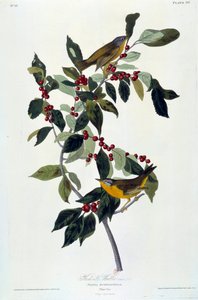ジョン・ジェームズ・オーデュボン（1780-1851）の花と鳥のシルク画（ec.am.）1826-1830年。パリ、B.N. 作： John James Audubon