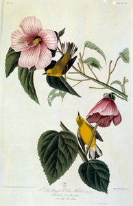 ジョン・ジェームズ・オーデュボン（1780-1851）の花と鳥のシルク画（ec.am.）1826-1830年。パリ、B.N. 作： John James Audubon