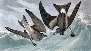 ジョン・J・オーデュボンの「The Birds of America」出身のフォークテールペトレル、タラシドロマ・レアチイ。 1827-38