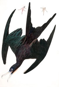 フリゲートペリカン（Tachypetes Aquilis）、ジョン・J・オーデュボン著「The Birds of America」より。1827-38年（手彩色彫刻）。 作： John James Audubon