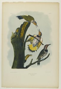 黄金の翼のキツツキ、ジュリアンビエンによって印刷され、Roe Lockwood＆Sonによって出版された、1861年（クロモリソグラフ） 作： John James Audubon