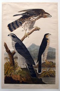  作： John James Audubon