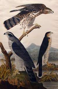 オオタカ、スタンレー・ホーク第29号、1830年。 作： John James Audubon