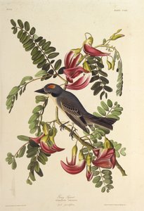 灰色の暴君。アメリカの鳥、1827-1838から。
