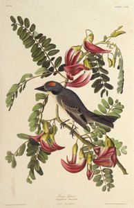 灰色の暴君。アメリカの鳥、1827-1838から。 作： John James Audubon