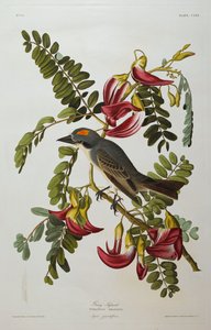 灰色の暴君。灰色のキングバード 作： John James Audubon