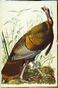 グレートアメリカンベック男性。野生の七面鳥 作： John James Audubon