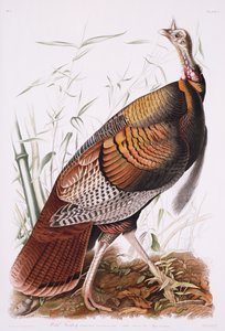 グレートアメリカンコック、またはワイルドターキー 作： John James Audubon