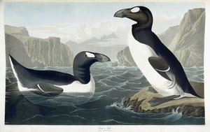 グレートオーク、1836 作： John James Audubon