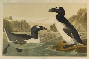 Great Auk、ジュリアン・ビエンによって印刷され、Roe Lockwood＆Sonによって出版された、1861年（クロモリソグラフ） 作： John James Audubon