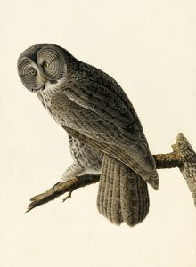 ジョン・J・オーデュボンのパブ「アメリカの鳥」のシネラス・フクロウ、Strix Nebulosa。 1827-38 作： John James Audubon